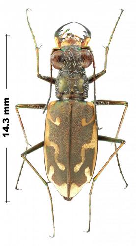 Réf. 244 854 : Ellipsoptera sperata inquisitor